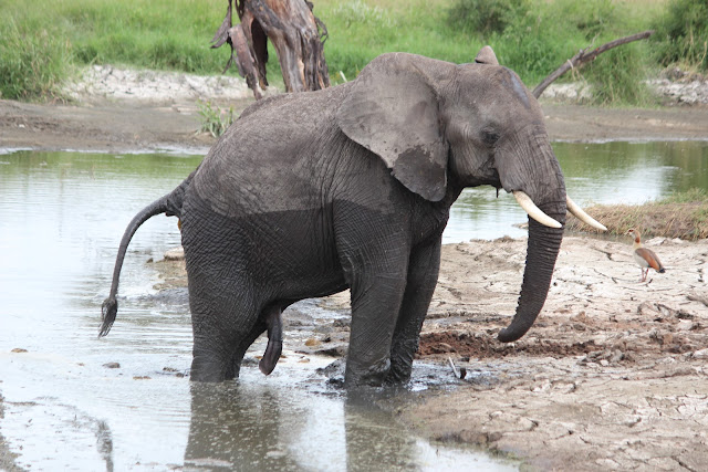 Tonymann Tours&Safaris: OUR FAVOURITE ANIMAL OF THE WEEK: AFRICAN ELEPHANT