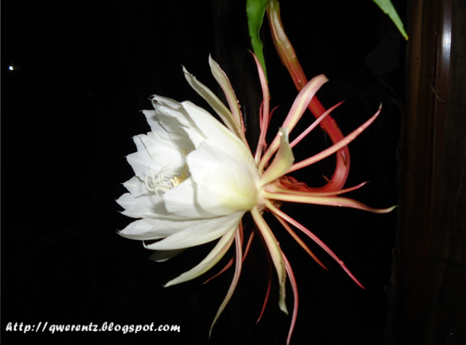 Qwerentz In The Garden Bunga Wijaya Kusuma Mekar Di Malam Misterus