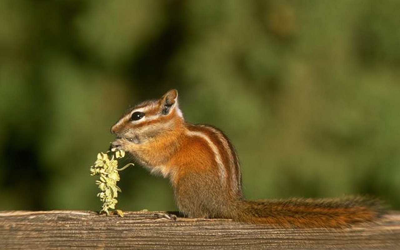 http://3.bp.blogspot.com/-EqmJFI3vuWk/T9TNaqb_NwI/AAAAAAAABno/qbFbIRN7NJE/s1600/forest-desktop-chipmunk-animals-backgrounds-gallery-wallpapers_for_desktop.jpg