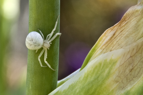 Another Dress, Another Mind: Persian Berry Iris & Flower ...