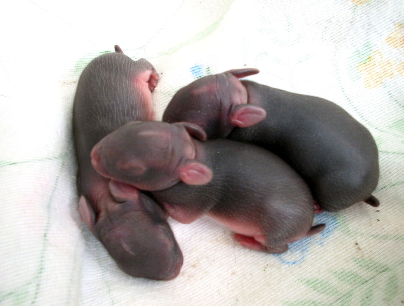 Bunnies Babies and Mammals on Pinterest