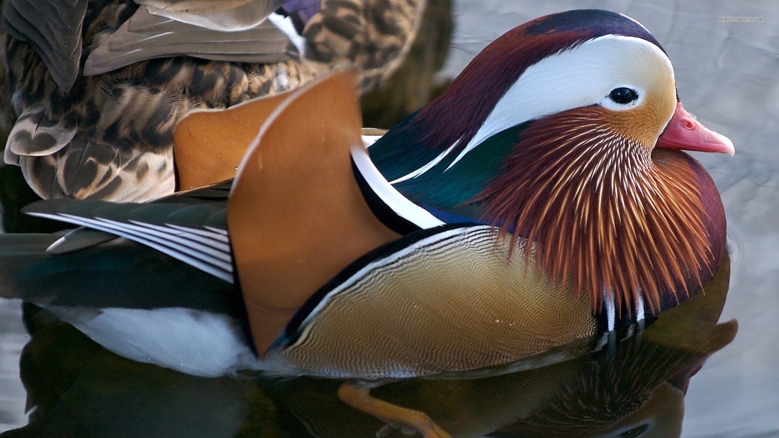 HD Wallpapers Desktop: Ducks HD Wallpapers