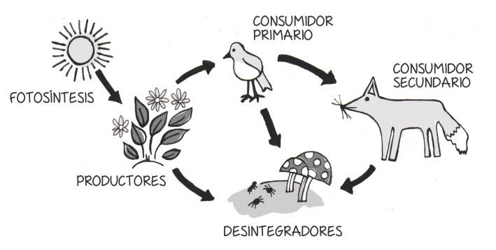 como se relacionan las cadenas y tramas alimentarias medio ambiente noviembre 2015 como se relacionan las cadenas y tramas alimentarias medio ambiente noviembre 2015