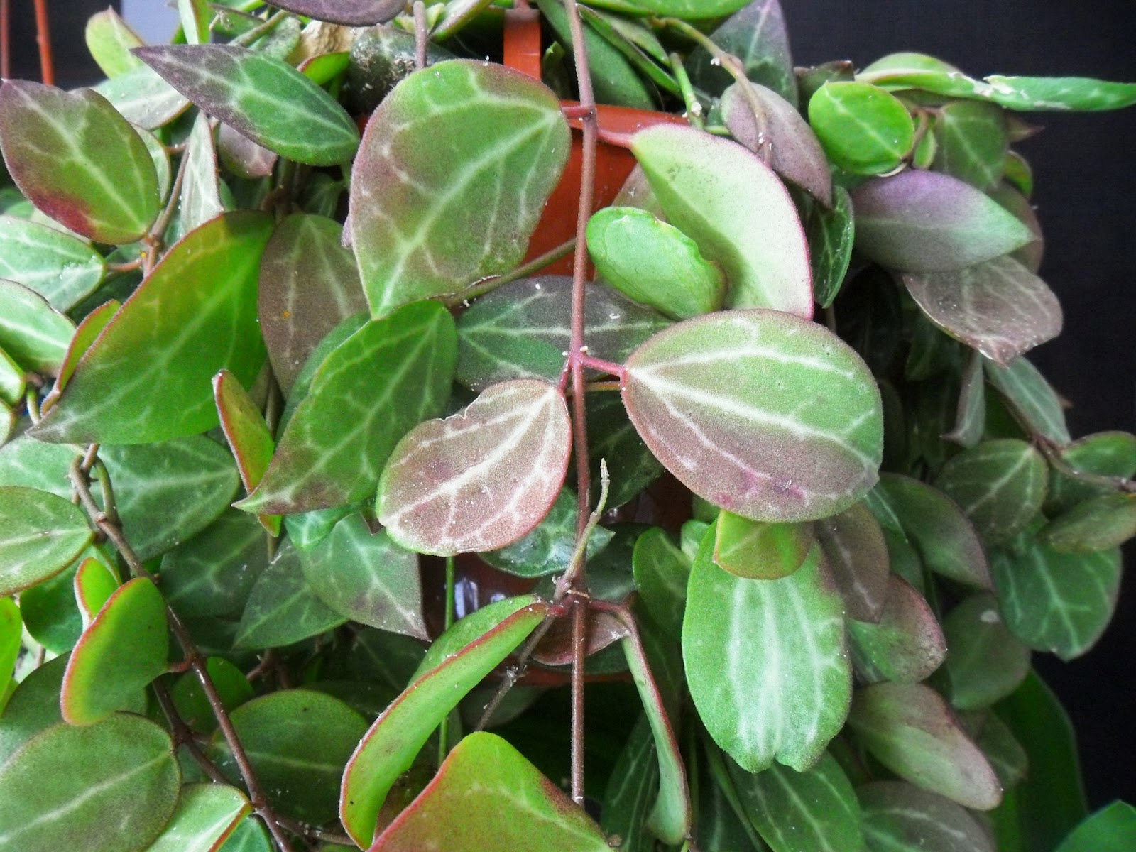 Dischidia Ovata