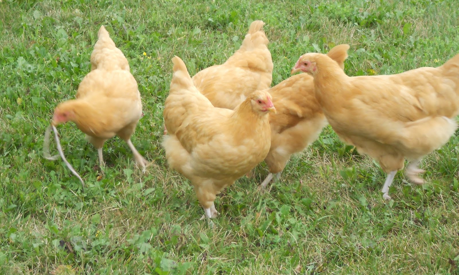 Chicken Running Away