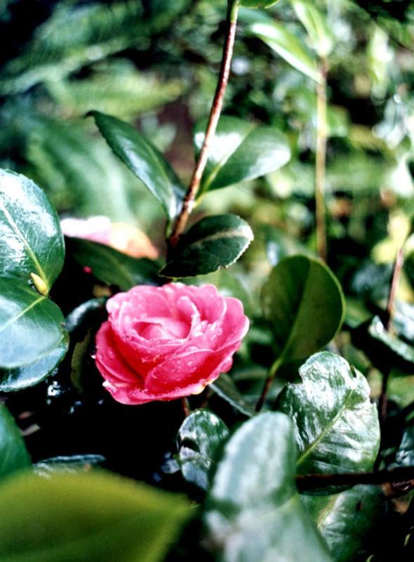 Japanese Camellia The Rose of Winter Flowers