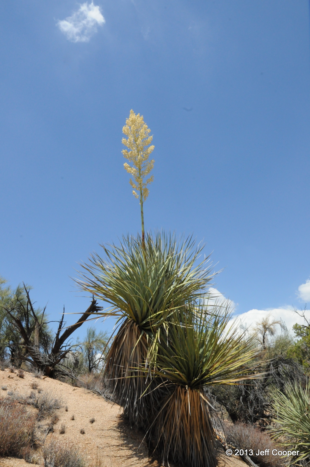 NeoVista Birding Battle of the Desert Icons Mojave vs Sonoran