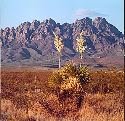 Organ Mountains