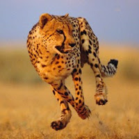 chetah is the fastest land animal