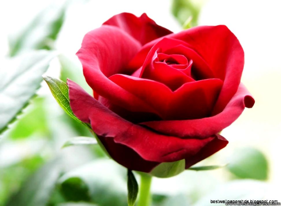 Desktop Wallpapers » Flowers Backgrounds » Beautiful Red Rose Desktop Wallpapers » Flowers Backgrounds » Beautiful Red Rose