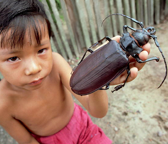 Largest Beetle