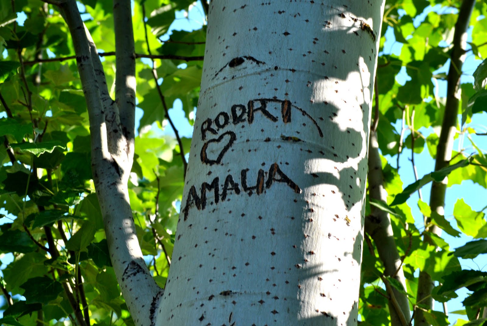 CUADERNO DE POESÍA: EL ÁRBOL DE MI PATIO