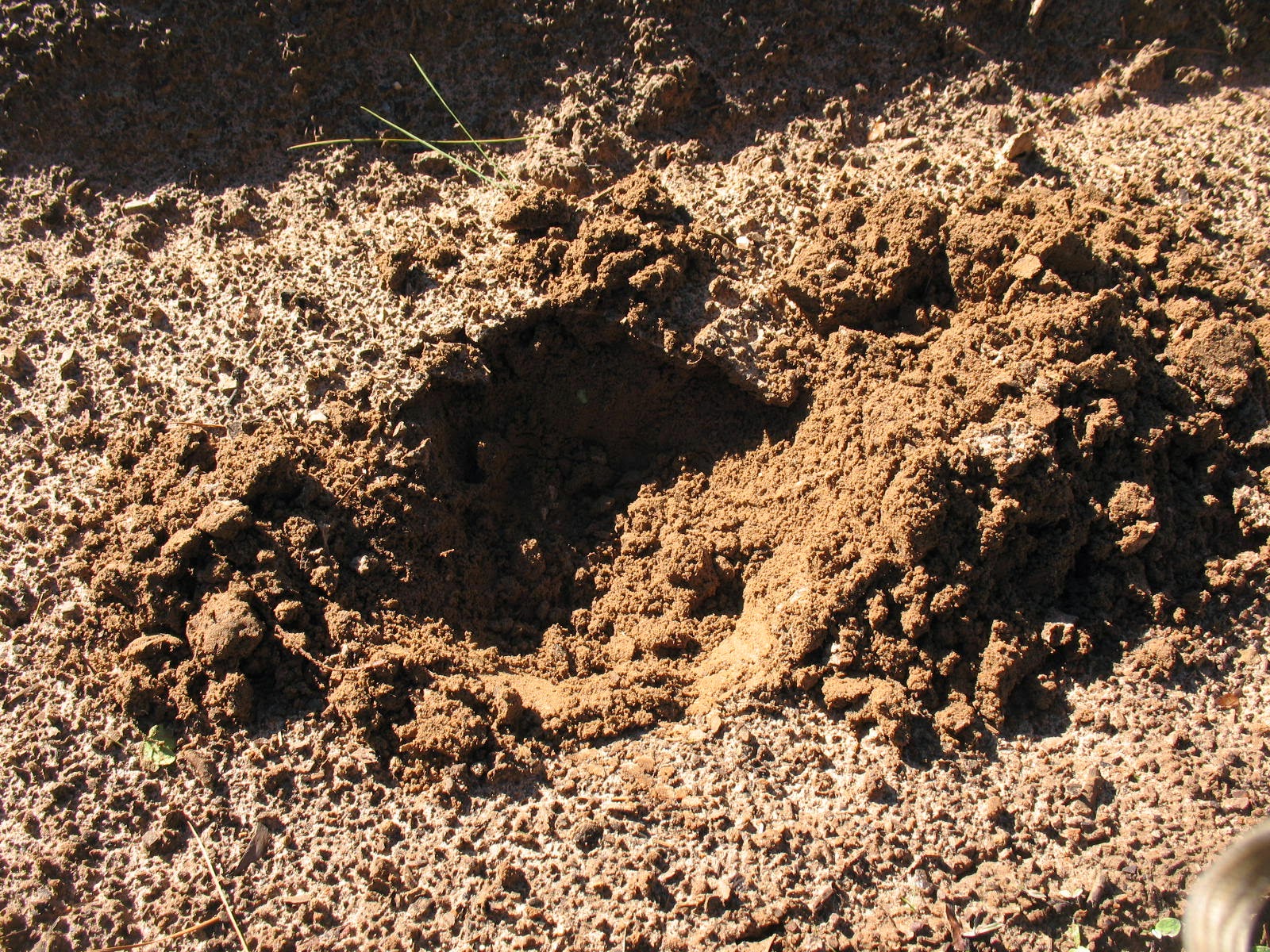 Sensible Survival Caring for Onion Sets Prior to Planting