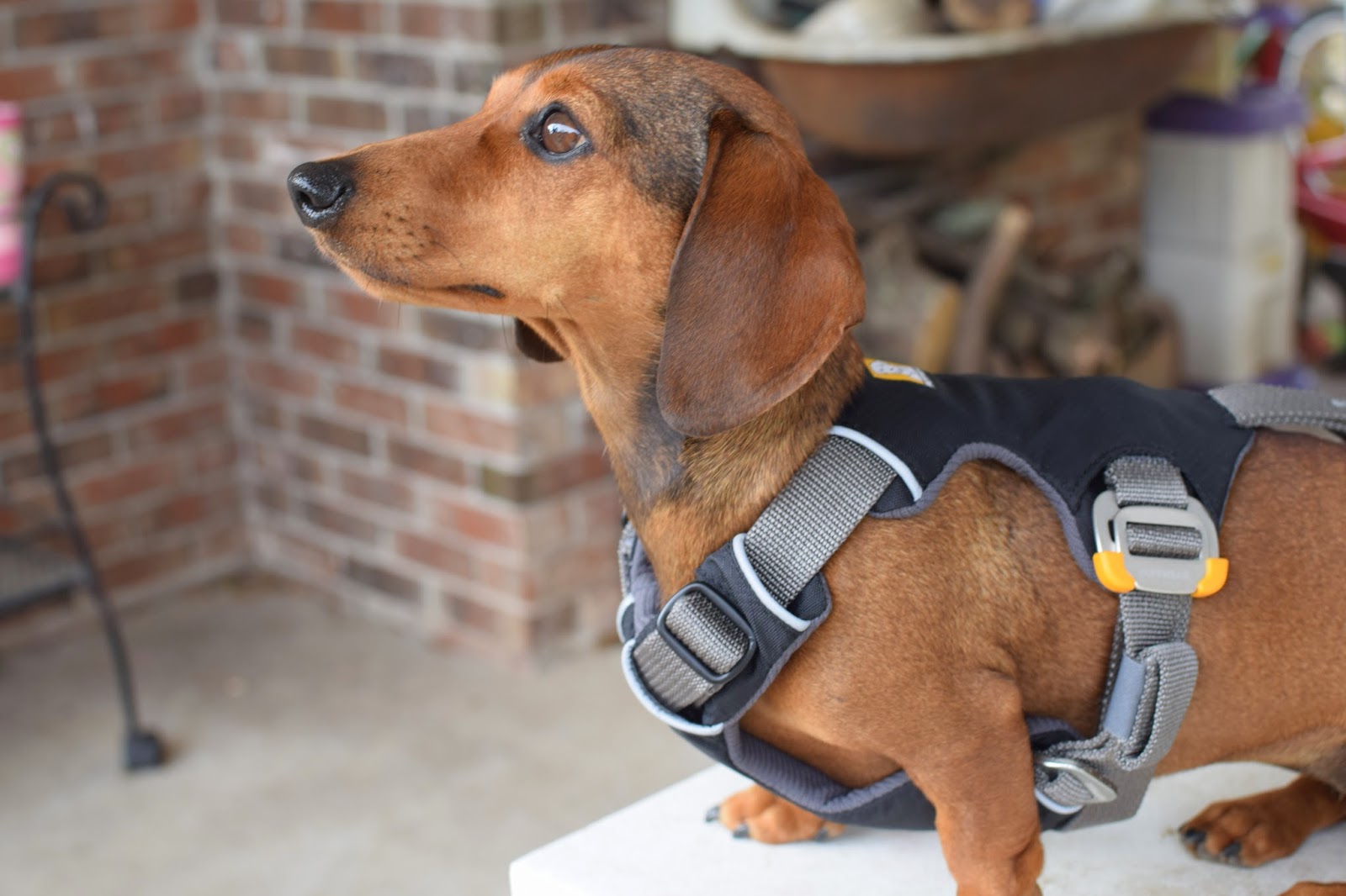 buy science diet dog food