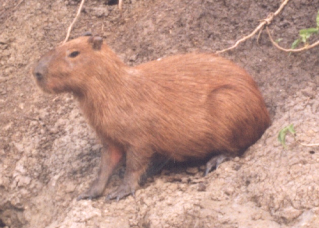 [Image: capybara.jpg]
