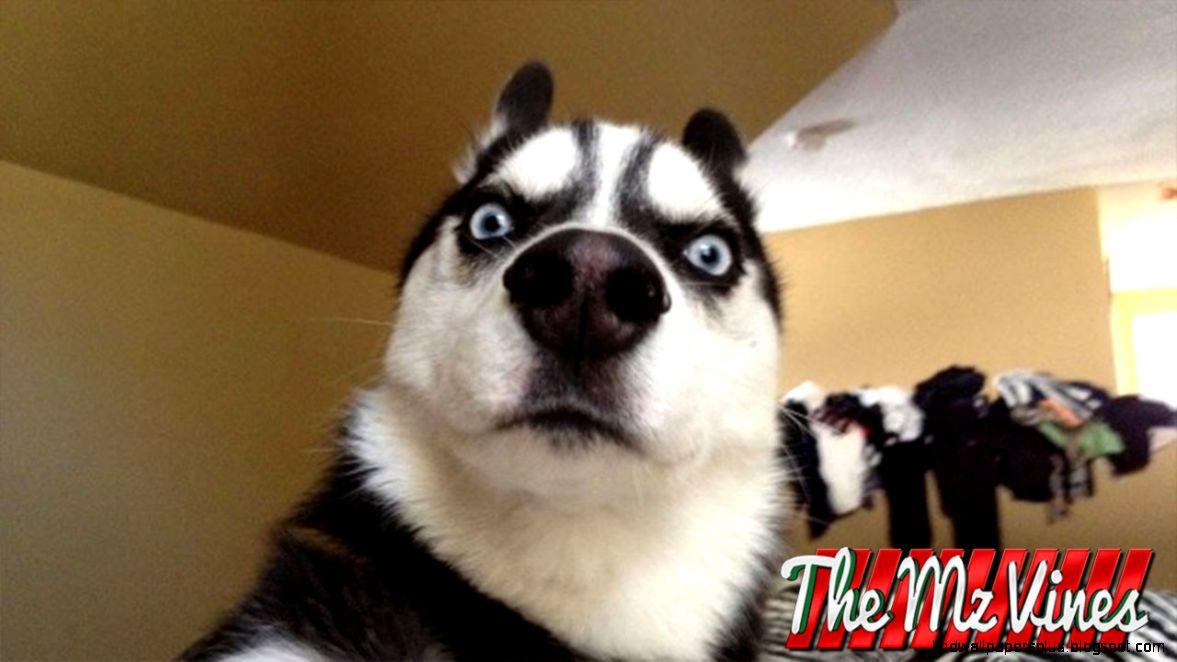 Best Funny Dog Vines 2015 PART 2 YouTube Best Funny Dog Vines 2015 PART 2 YouTube