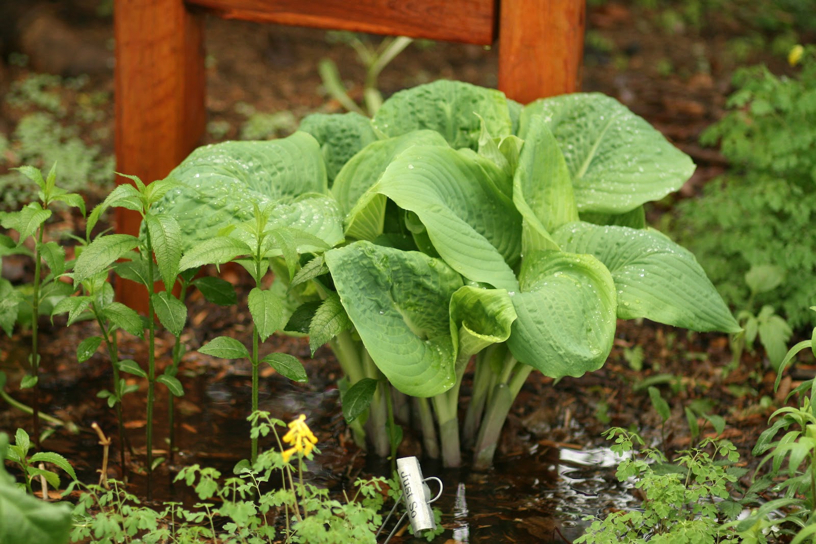 Cheesehead Gardening Hostas Underwater and Plants that Tolerate Water