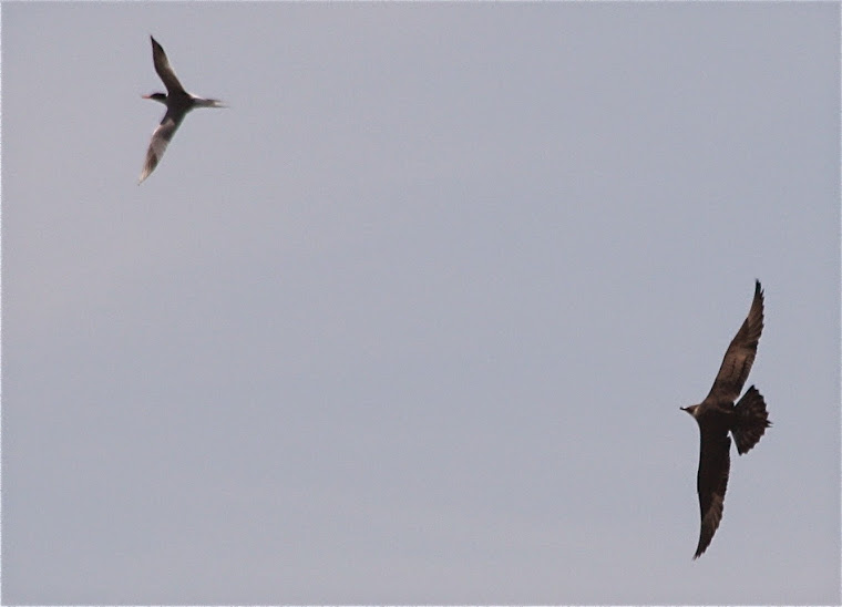 BOATRIDES FROM VINALHAVEN ABOARD SKUA