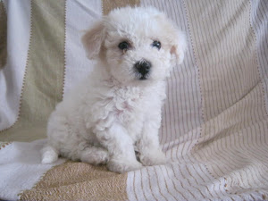 Bichon Frisee