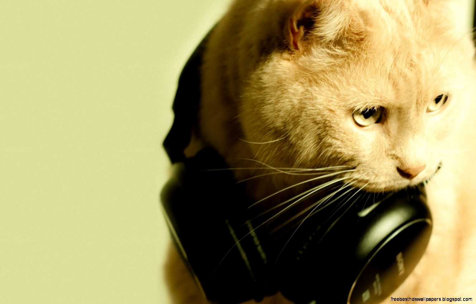 cat music headphones relaxing mustache Wallpaper 4K Wallpaper cat music headphones relaxing mustache Wallpaper 4K Wallpaper