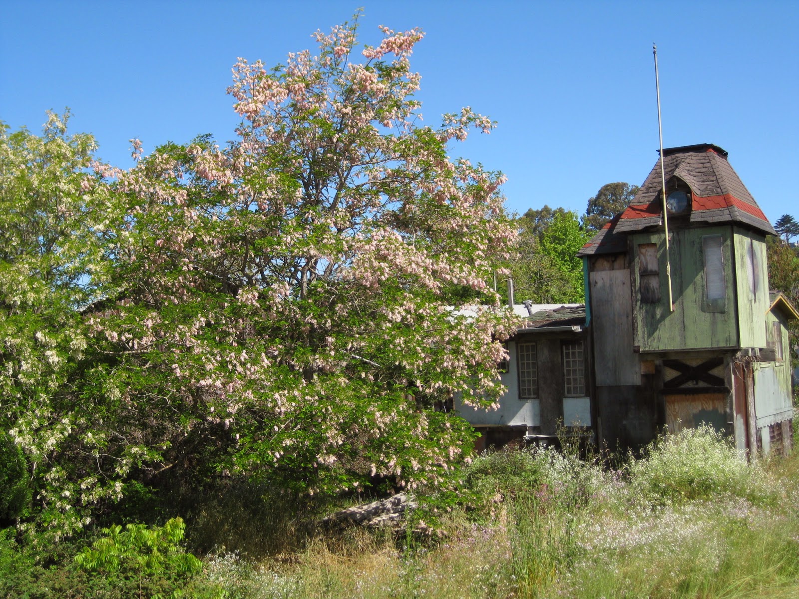 Robinia Ambigua