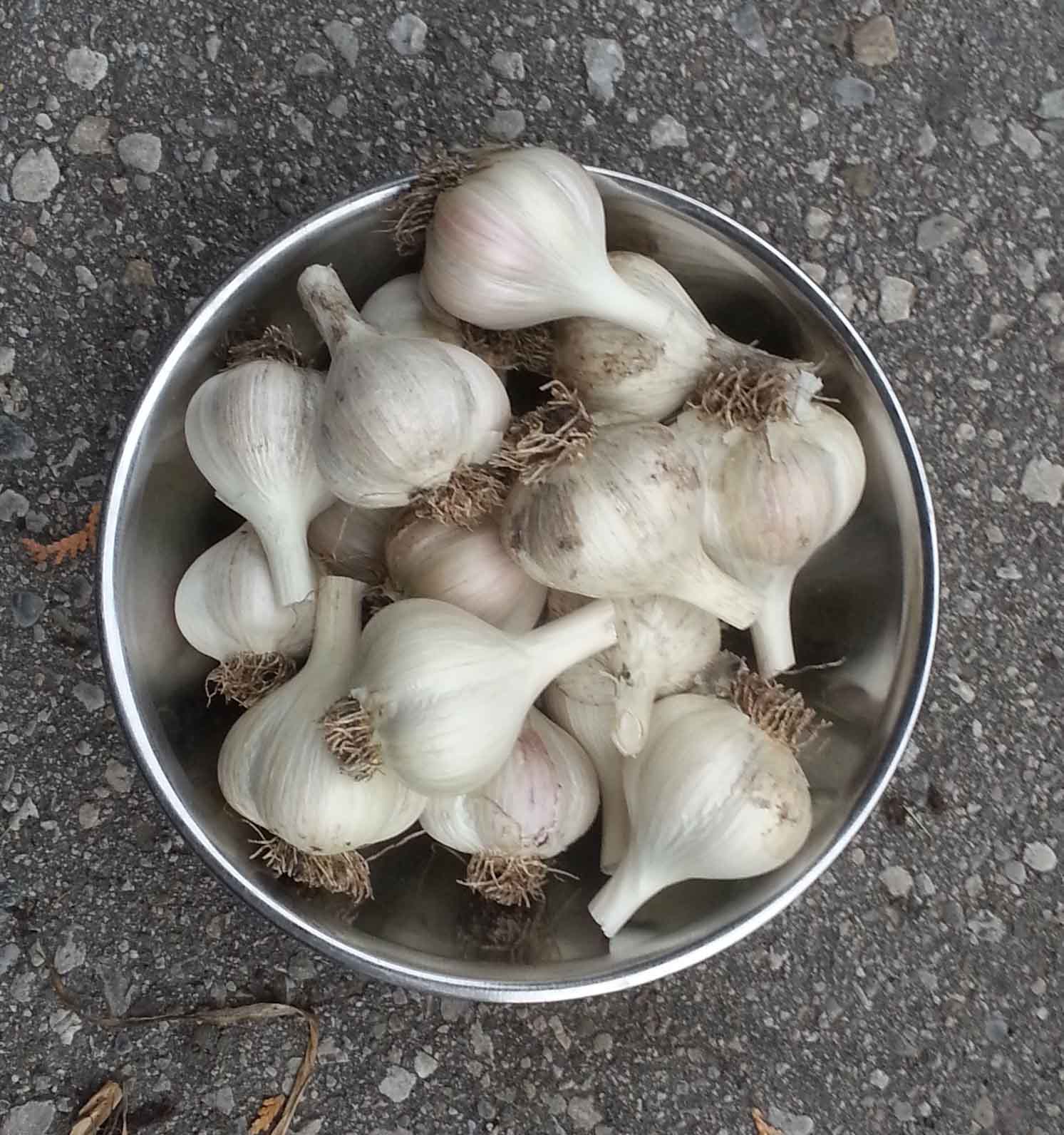 The Gardening Me End of Season Review Garlic & Shallots