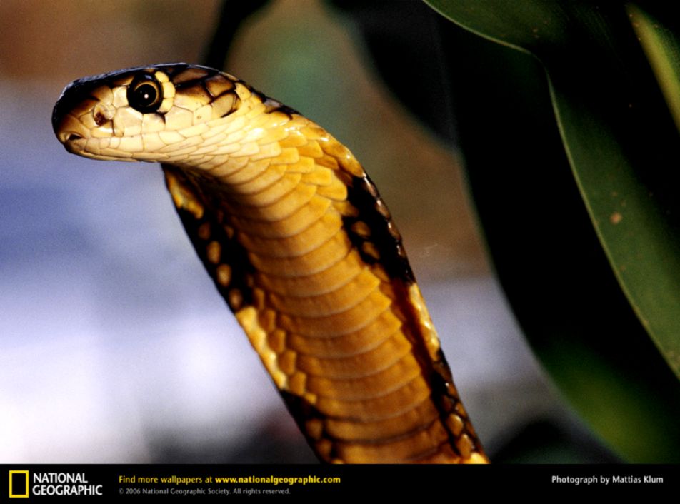 King Cobra Picture King Cobra Desktop Wallpaper Free Wallpapers King Cobra Picture King Cobra Desktop Wallpaper Free Wallpapers