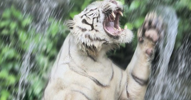 Breeze Me: Photo of the Day: White Tiger Eating