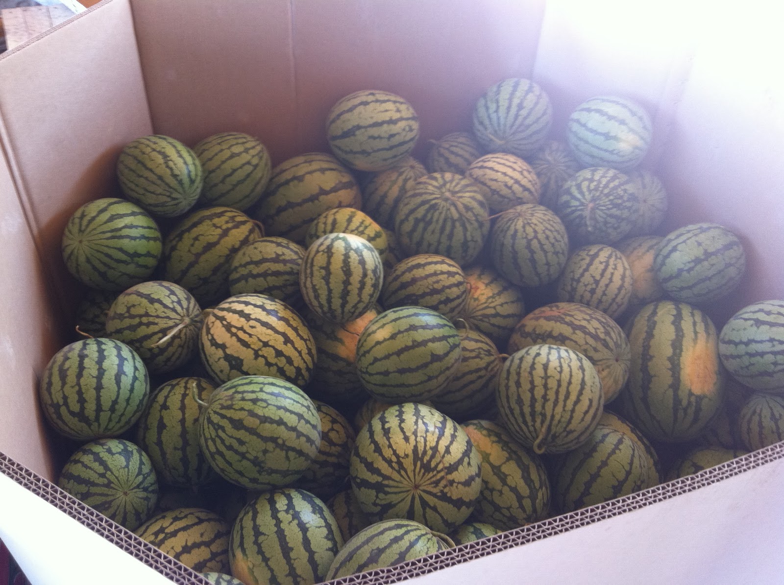 The PRODUCE BLOG by Rick Chong how to buy fresh fruit and vegetables...