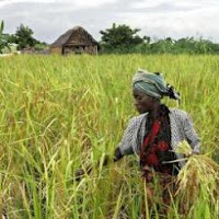 Agricultura moçambicana pouco orientada para o mercado - INE