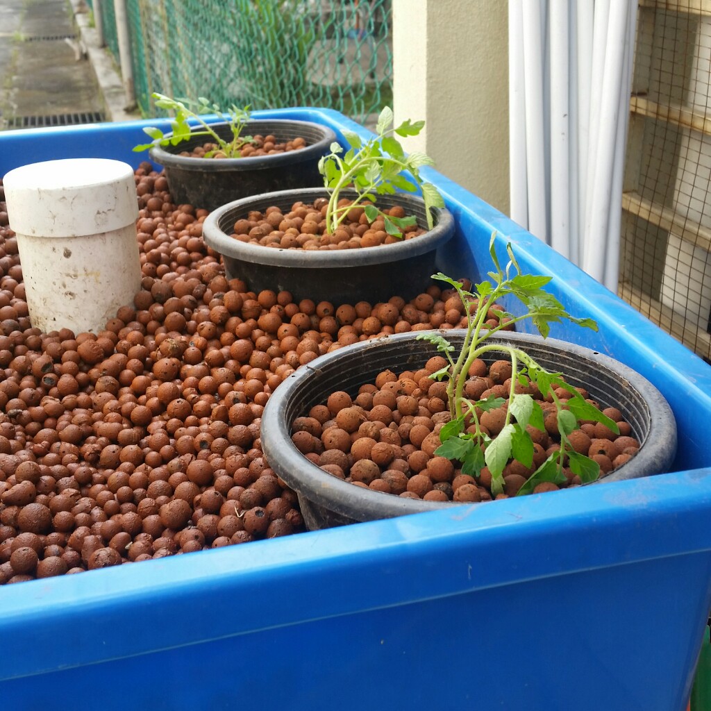 Affnan's Aquaponics Tomatoes Overdue