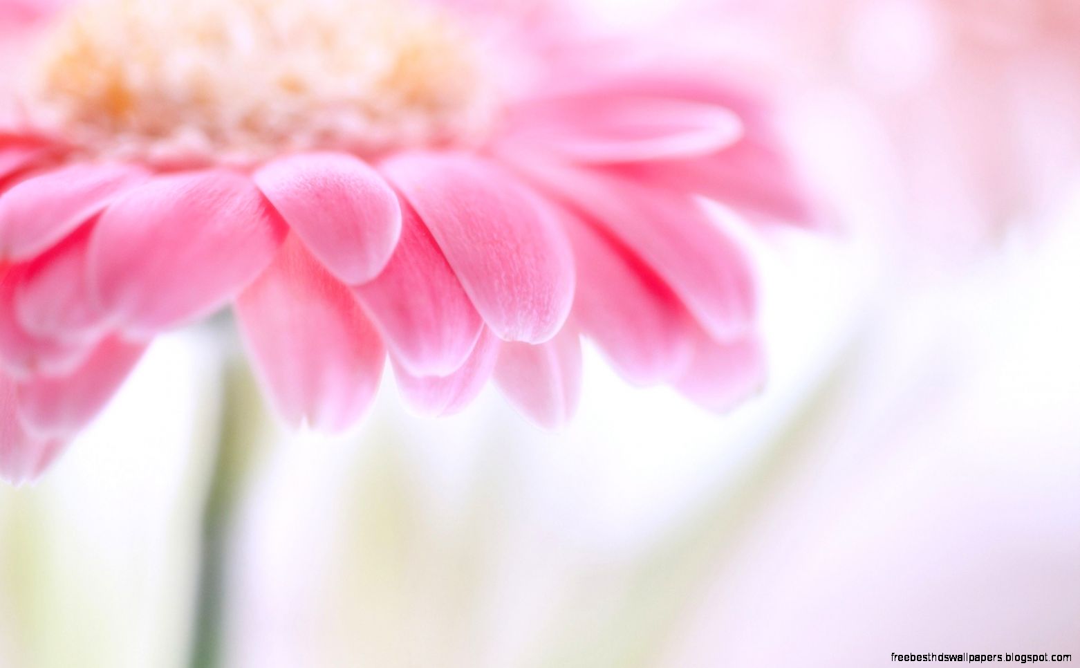 pink flower images and wallpapers Download pink flower images and wallpapers Download
