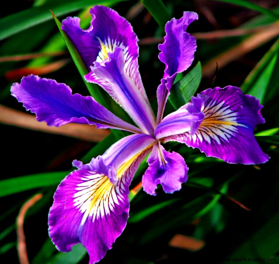 How To Grow Organic Irises On The Green Farms How To Grow Organic Irises On The Green Farms