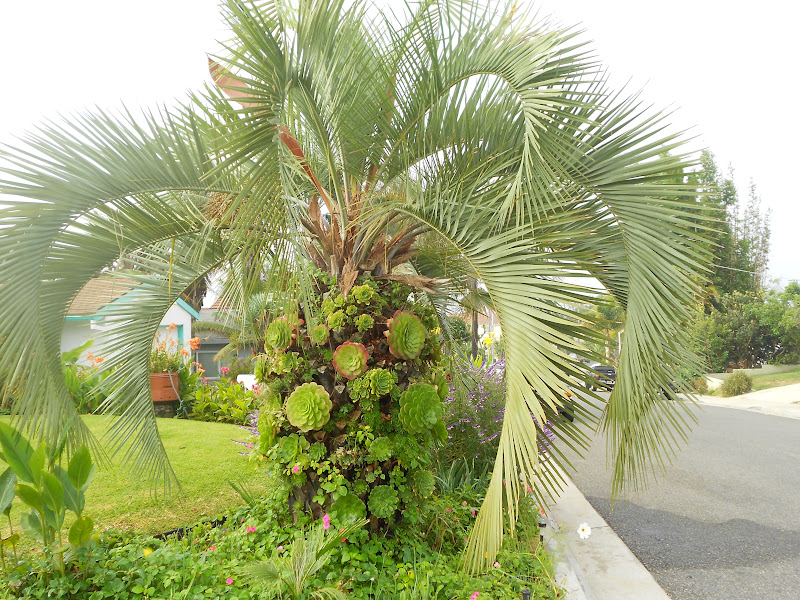 Jerry and Kay Palm Tree and Succulents Photo of the Week