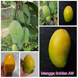 Mangga Golden AW