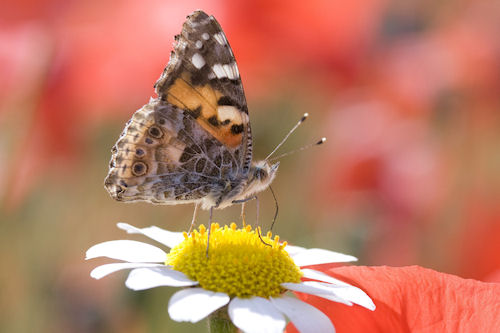 Mariposa sobre la flor - Butterfly on the flower