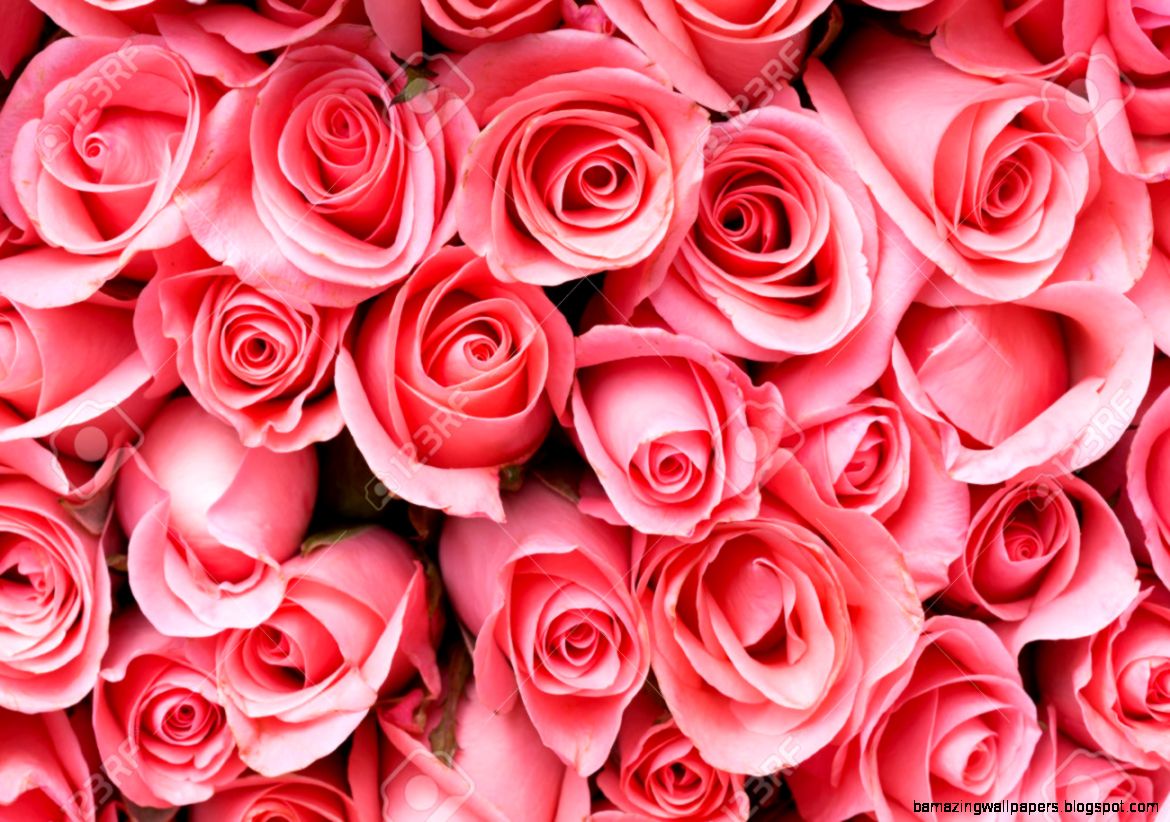 Pink Roses Images Stock Pictures Royalty Free Pink Roses Photos Pink Roses Images Stock Pictures Royalty Free Pink Roses Photos