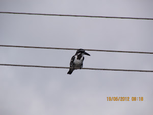 Spotted Kingfisher:- Photo Mr Samir.Gulavane.