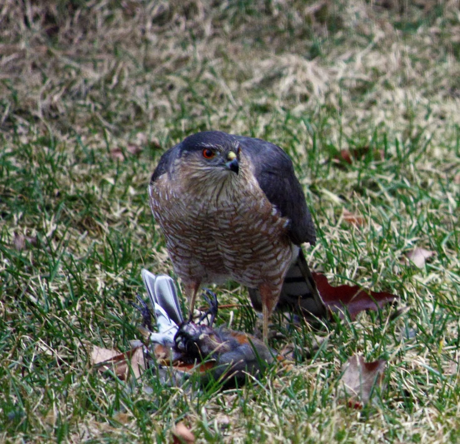 boise daily photo bird eat bird world boise daily photo bird eat bird world