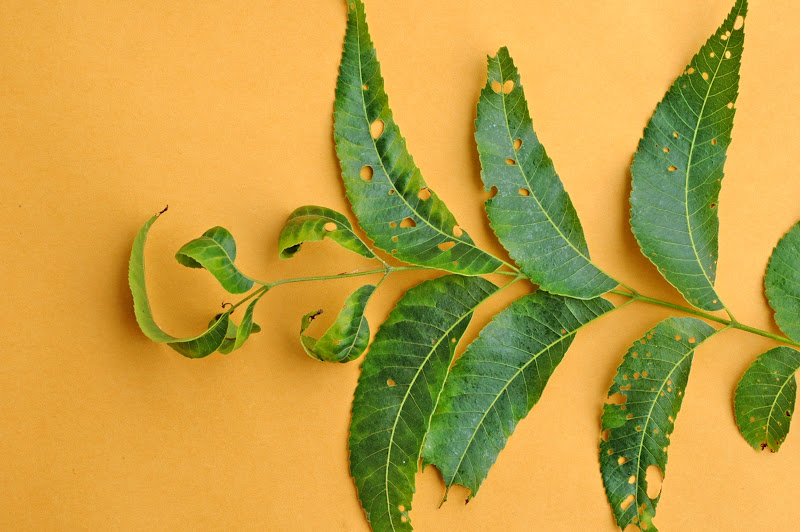 Northern Pecans: Curled-up pecan leaves