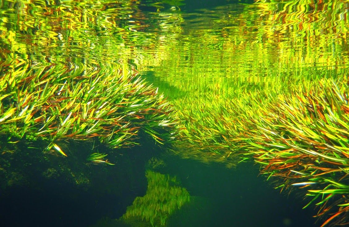 Helen Campbell Wetland Science Wetland Science at Bangor Universtiy