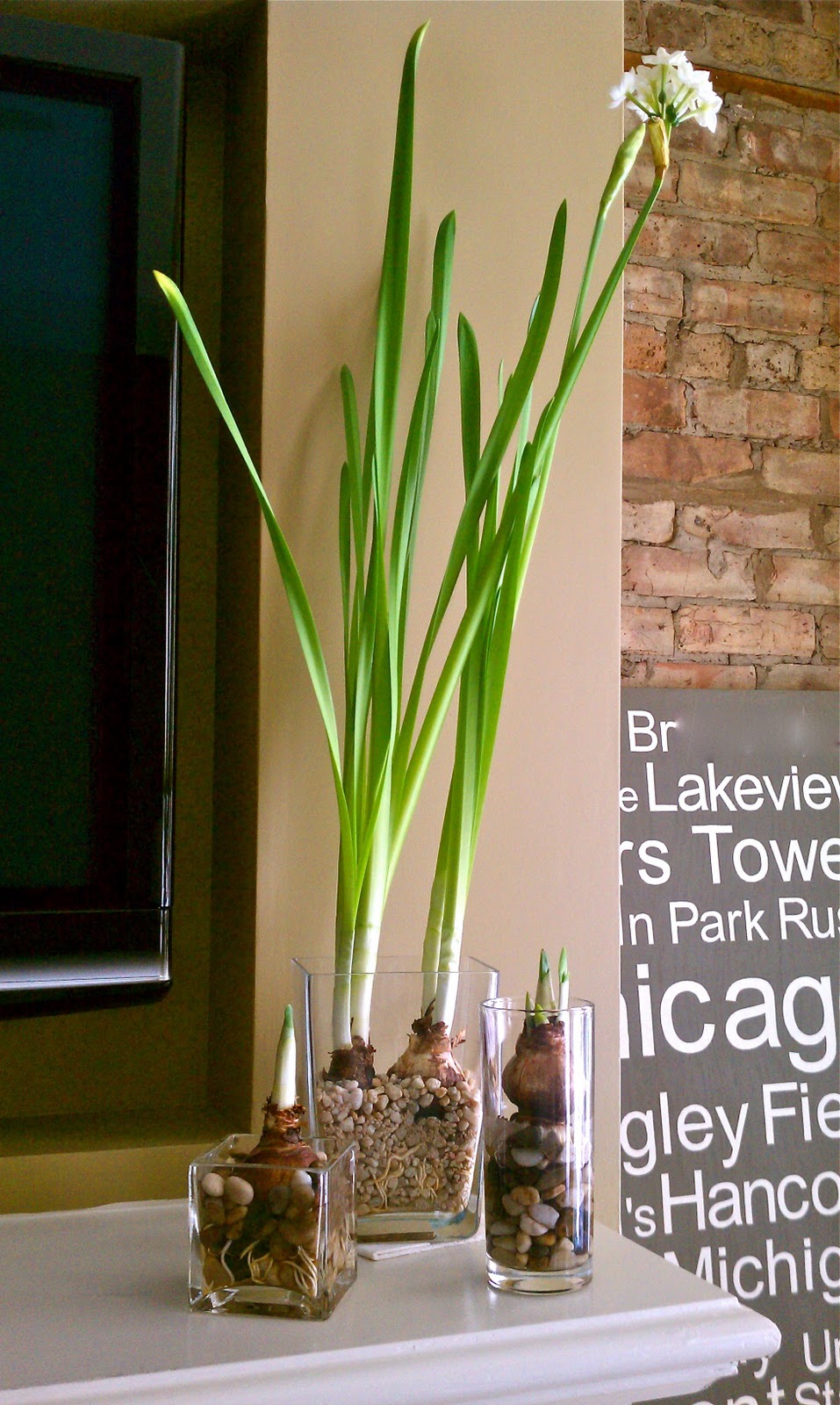 A Little Ditty Blooms Forcing Paperwhites