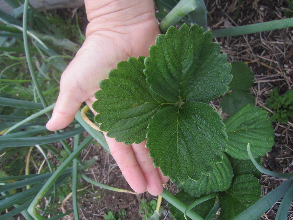 Texoma Gardening Companion Planting Strawberries and Onions