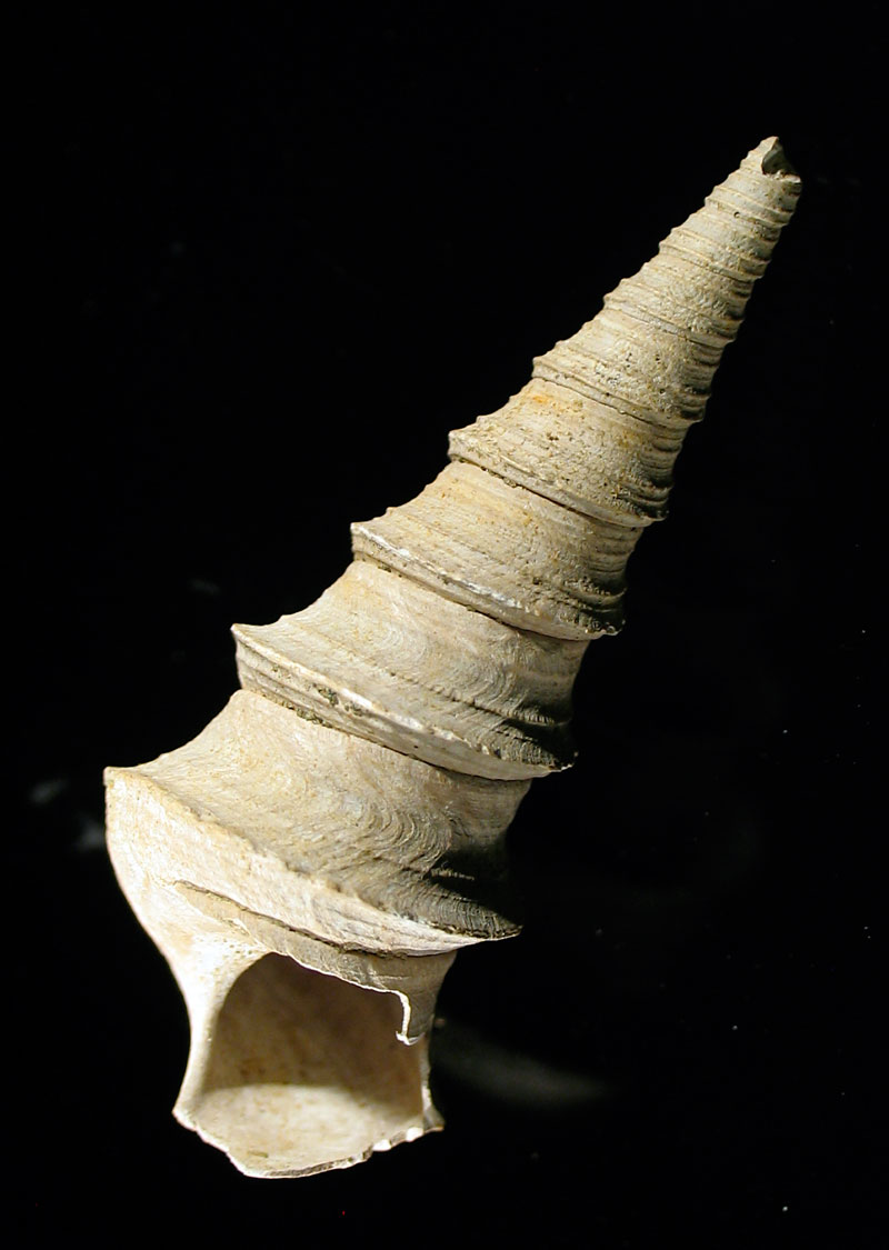 Louisville Fossils and Beyond Cretaceous Turritella Fossil