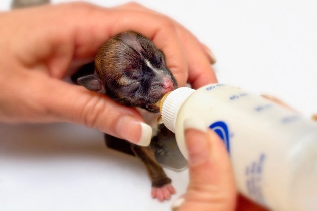 World S Smallest Puppy With 1 Ounce Born On 10 March 2012