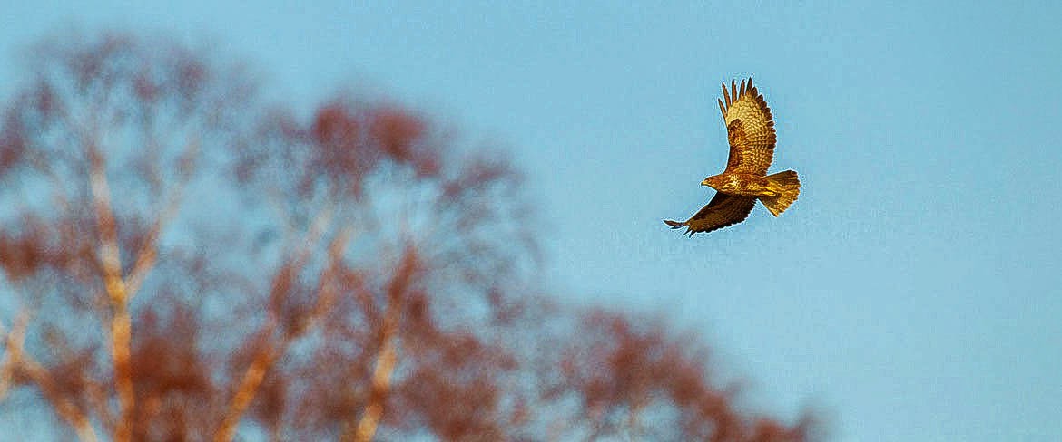 Buzzard - RSPB