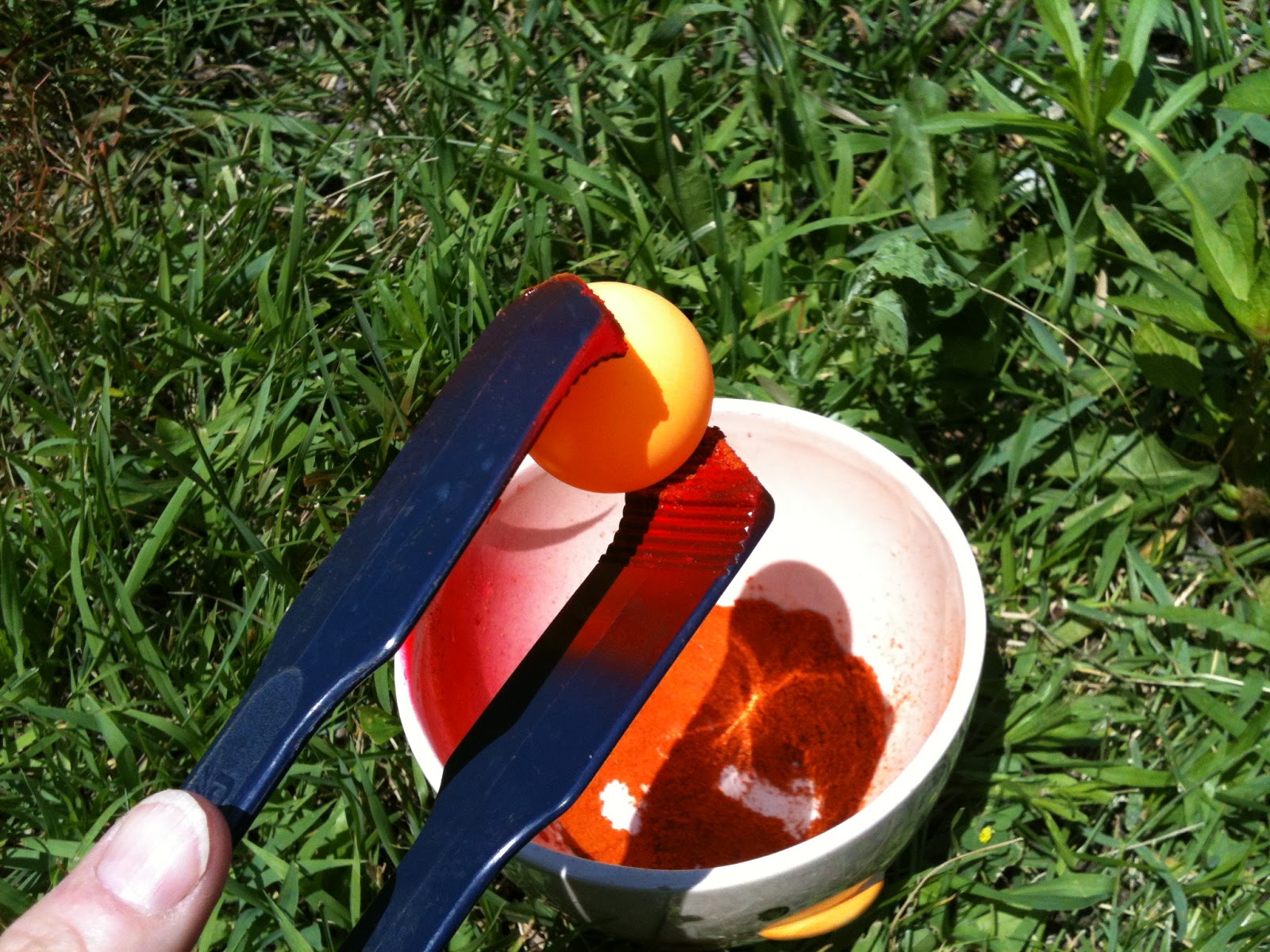 Live Abilities How to keep squirrels from eating garden tomatoes!