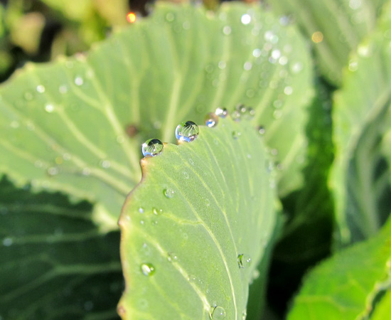 morning dew, роса