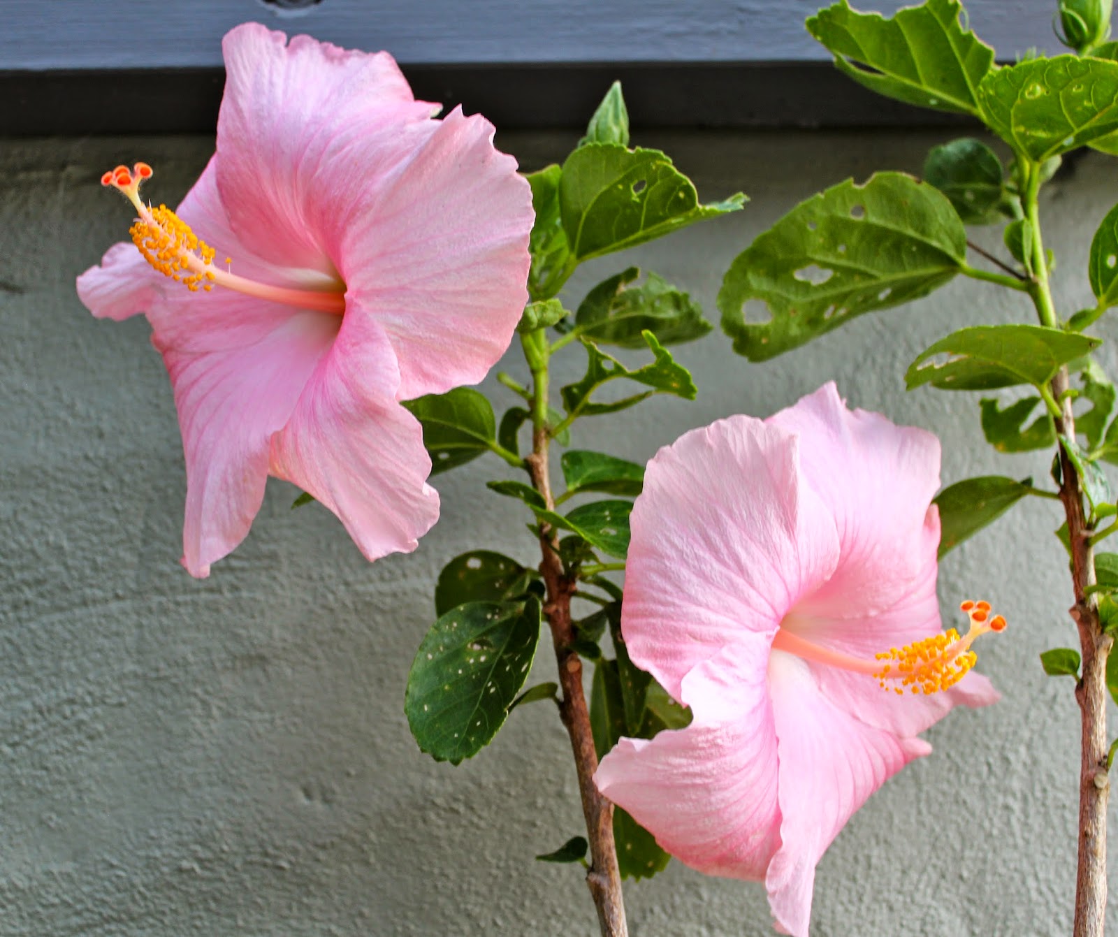 Florez Nursery Hibiscus rosasinensis 'Boondah'