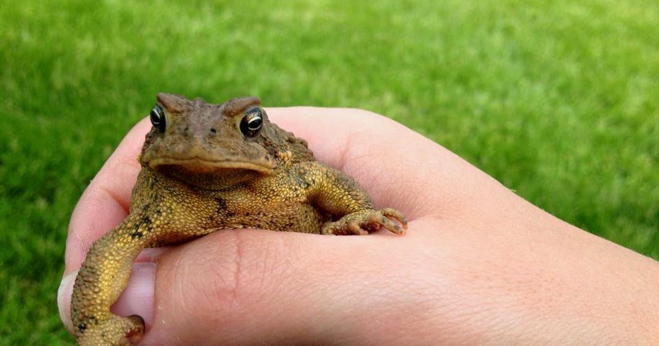 Gardens Inspired: Attract toads to your garden